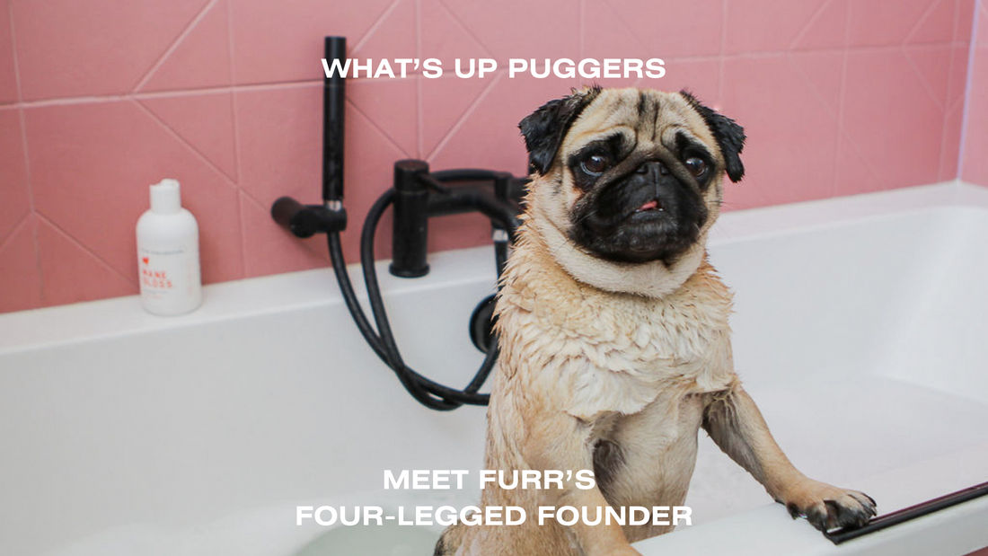 A Tail-Wagging Welcome: Meet the Furry Team Member Who Makes Our Office Complete - FURR Collective