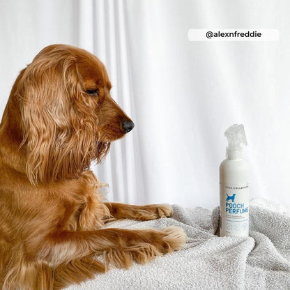 Pooch Perfume Conditioning + Deodorising Spray - FURR Collective